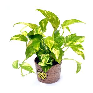 Palmy Money Plant