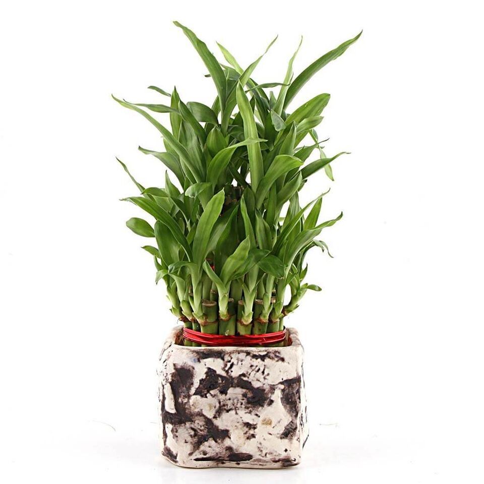 Braided Money Tree Small Potted Plants Delivered By Leon