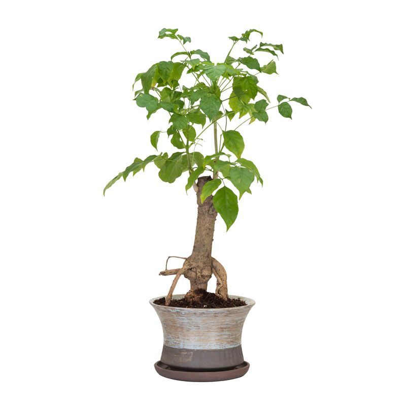 Order Pottery Radermachera Bonsai Blue Plant Online, Price ₹ 1299 | Flaberry Order Pottery Radermachera Bonsai Blue Plant Online, Price ₹ 1299 | Flaberry