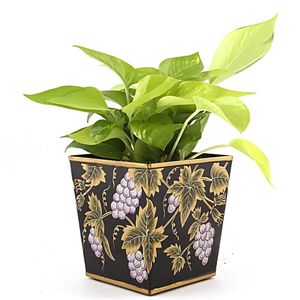 Lusturous Golden Pothos Plant