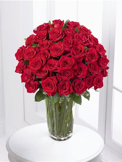 Red Rose Bloom Red Rose Bloom