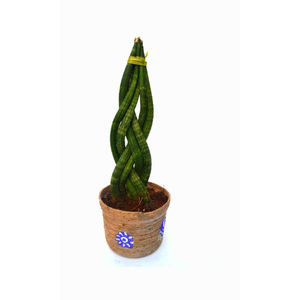 Sansevieria Breaded Plant with Jute Pot