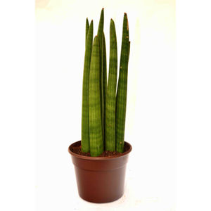 Sansevieria Big Plant