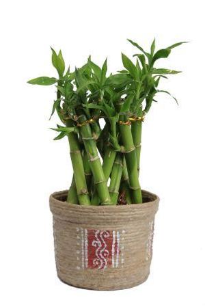 Nurturing Green Bamboo Cage Small Plant