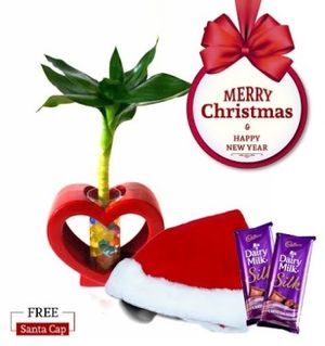 Nurturing Green Lotus Bamboo 3 In 1  Single Christmas Plant Combo with Free Santa Cap