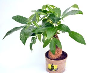 Money Tree Single Plant