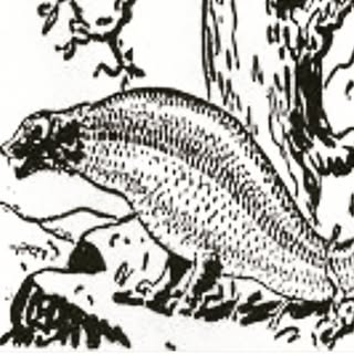 Ordre du Bitard