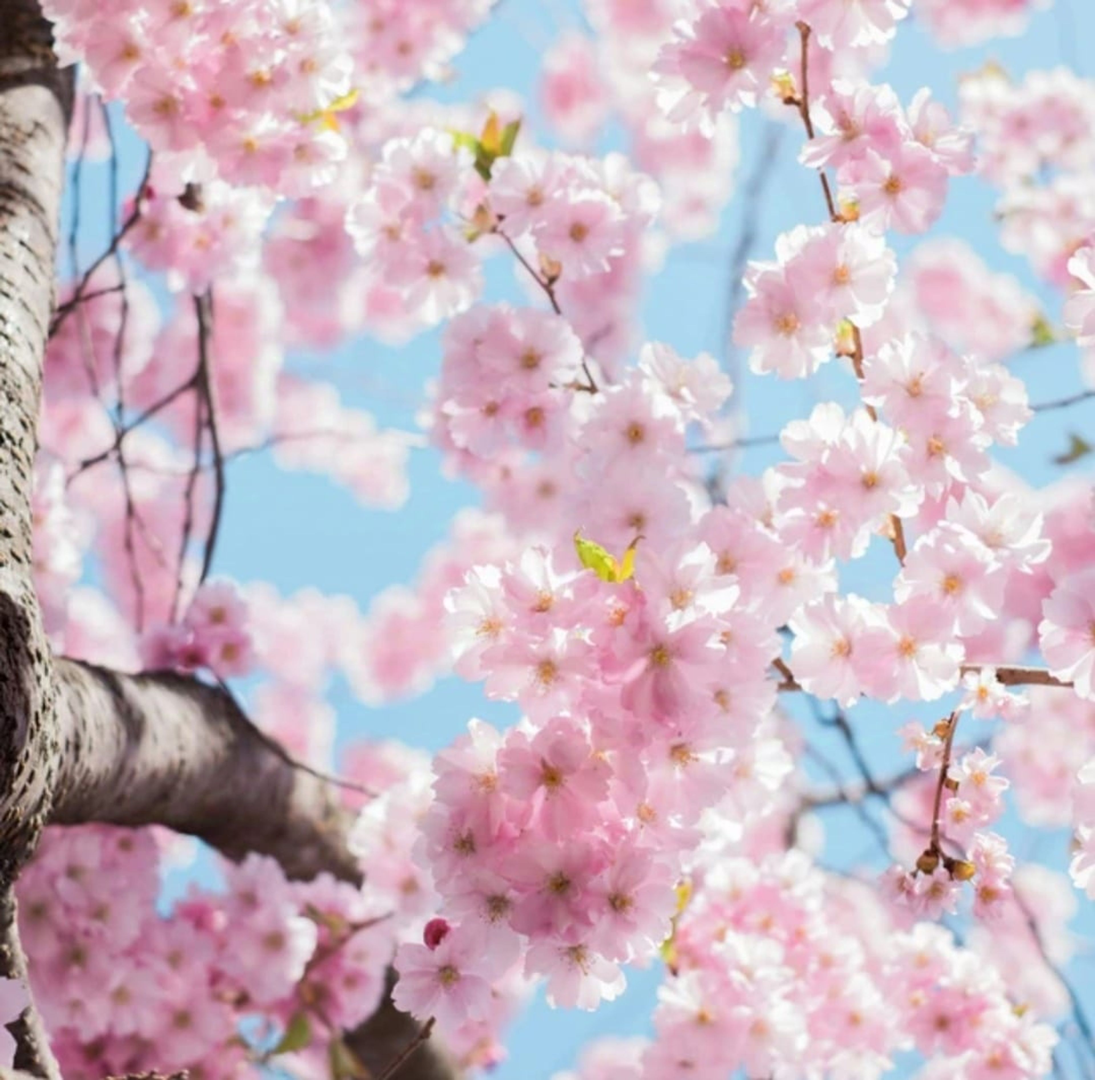 Rituel yang de printemps  "du 04/02 au 17/04"