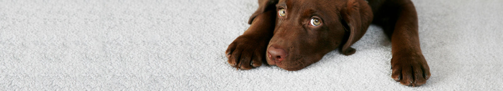 Dog laying on stain proof pet friendly carpet