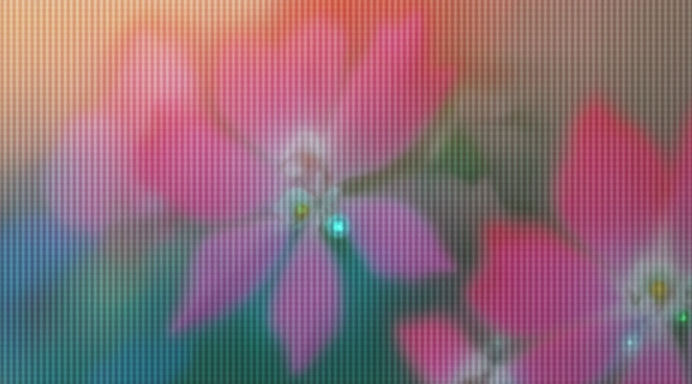 Dreamy Flowers