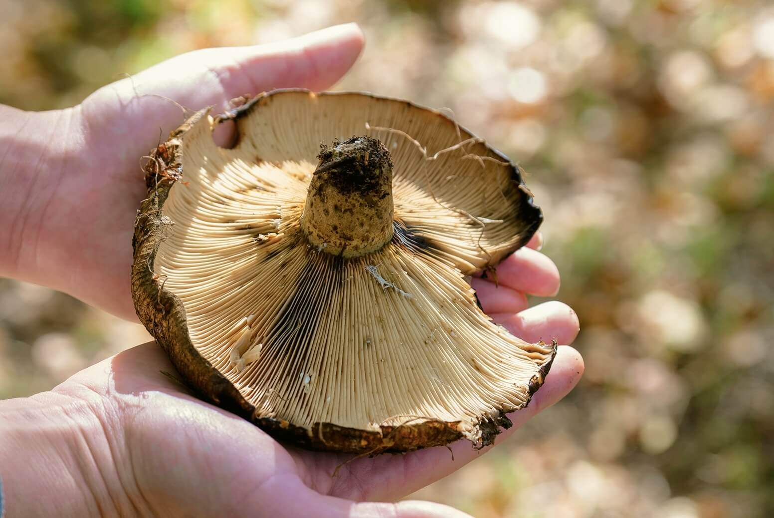 About Flow - Our Story