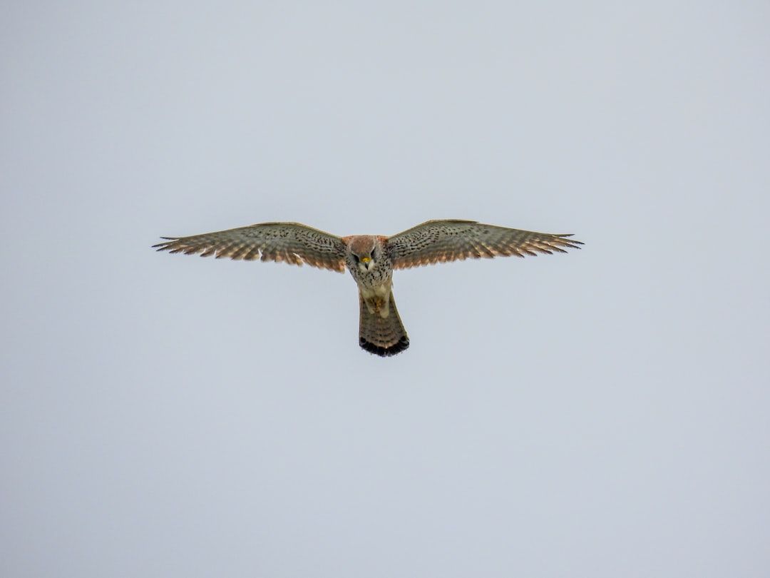 Best Seller: PRODUCT