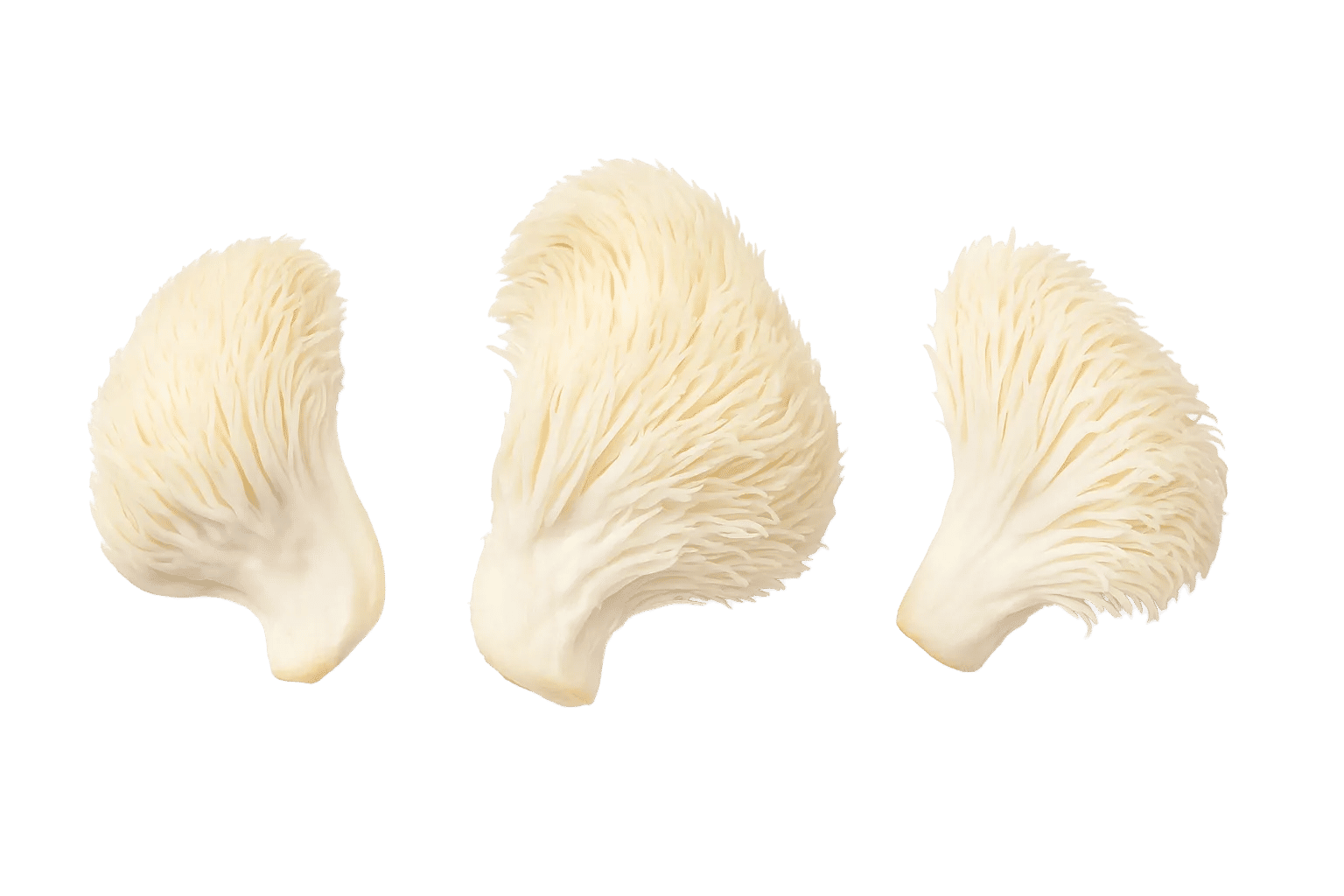 Lions Mane mushroom
