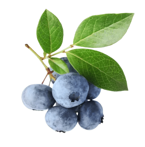 Blueberry & Grape seed Powders