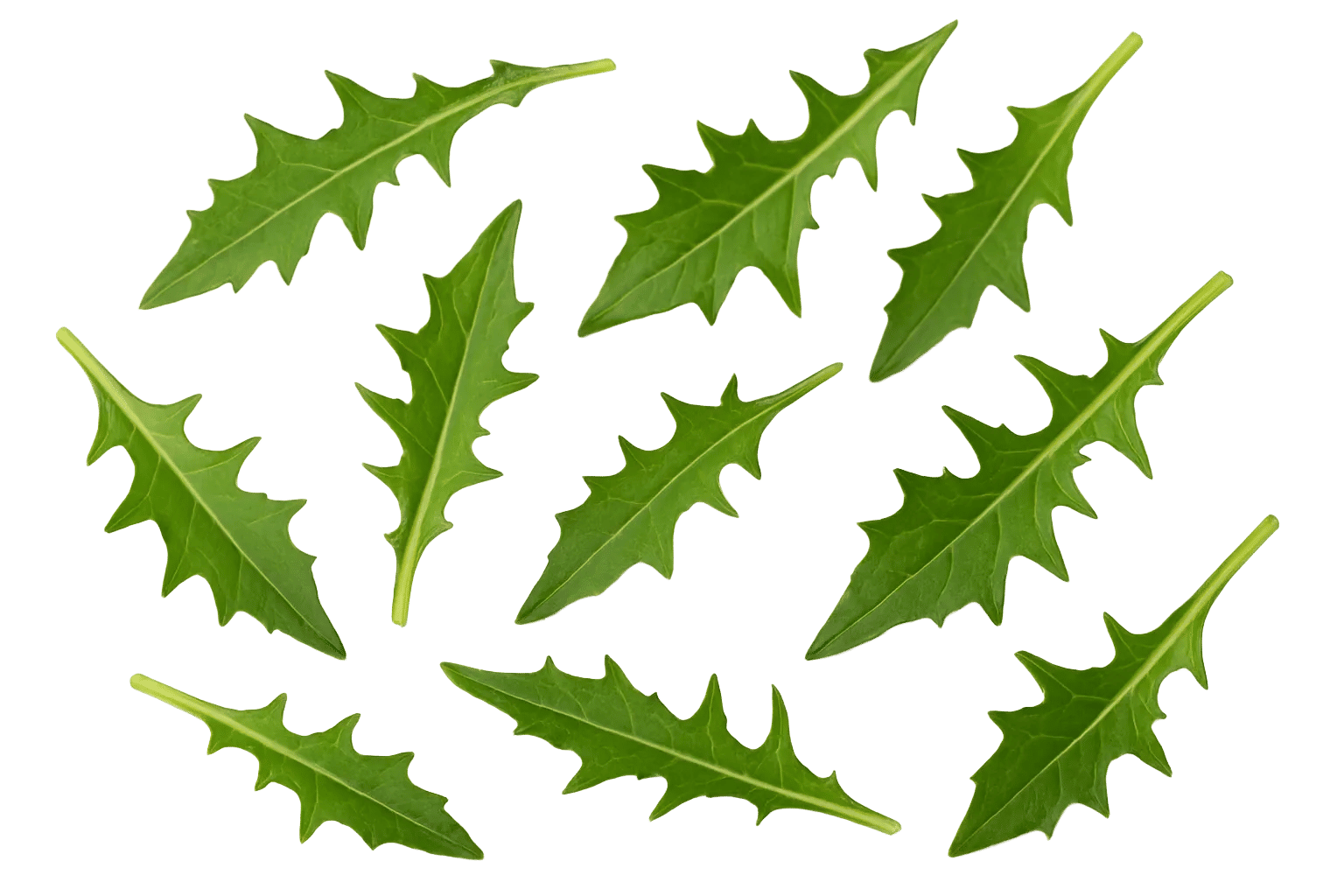 Dandelion (Leaf & Root)