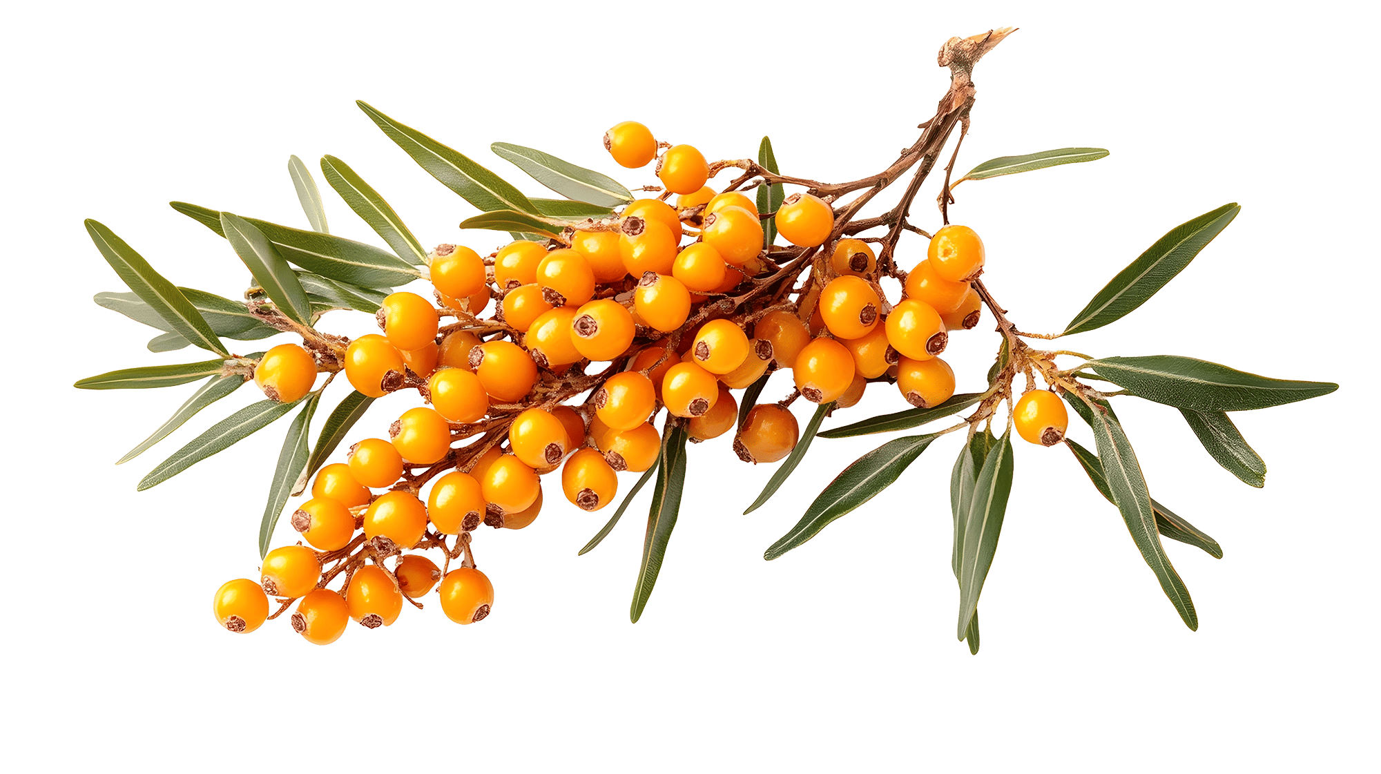 Sea Buckthorn Oil