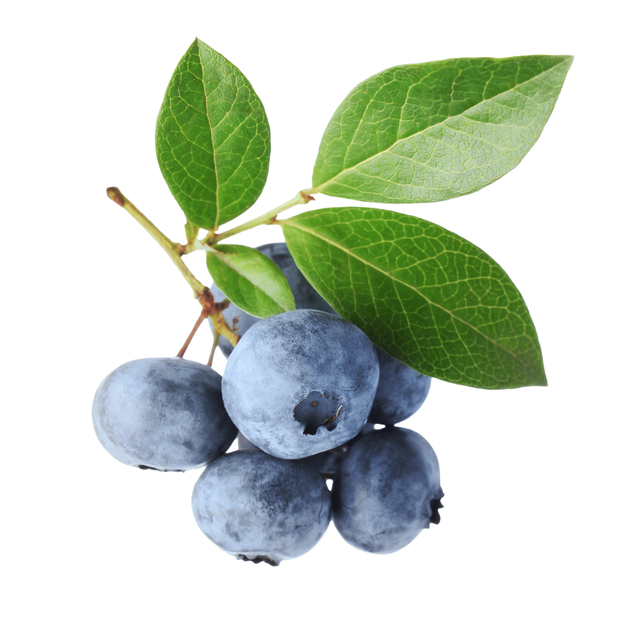Blueberry & Grape seed Powders