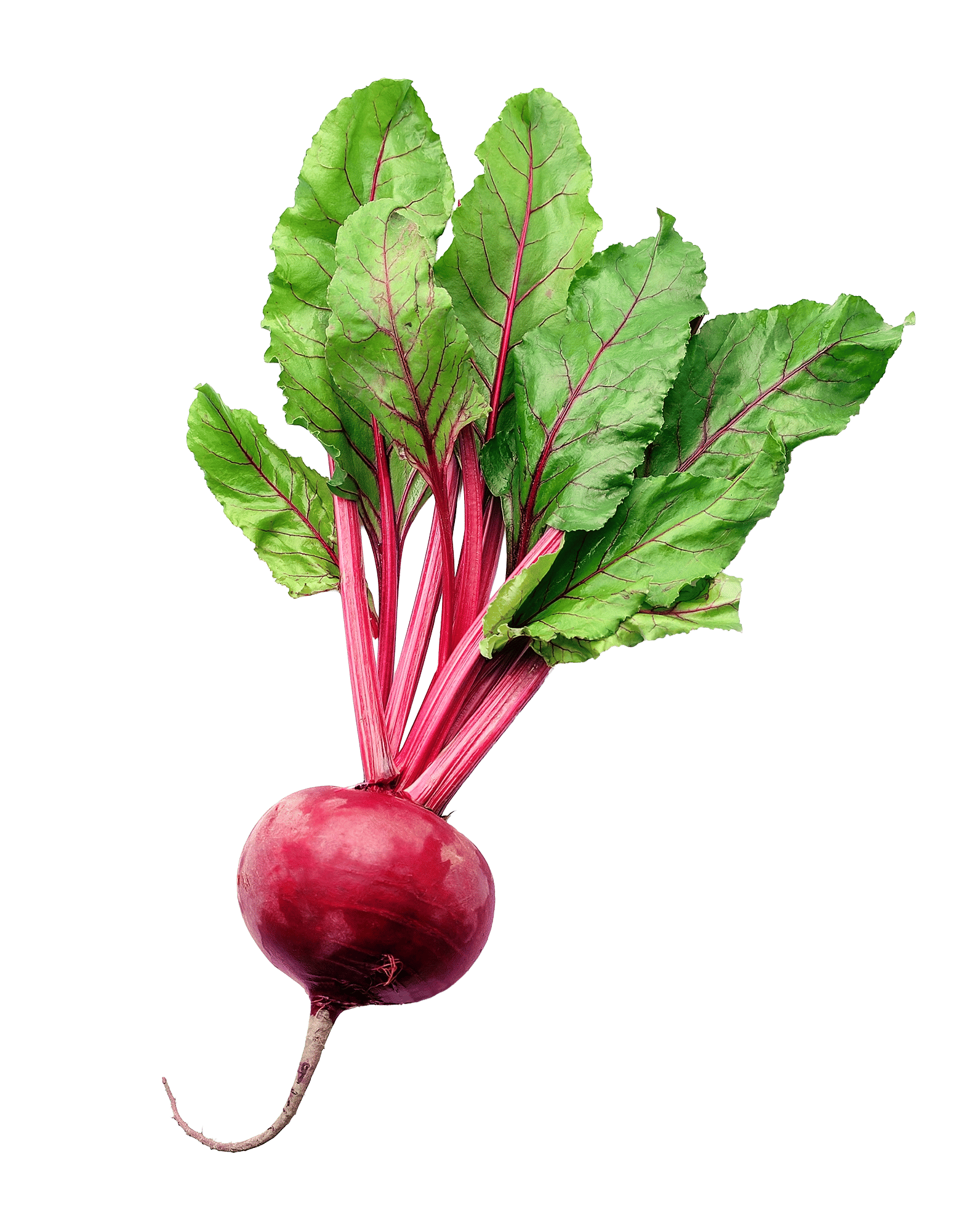 Beetroot