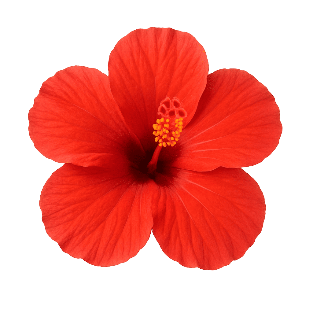 Hibiscus Flower Extract