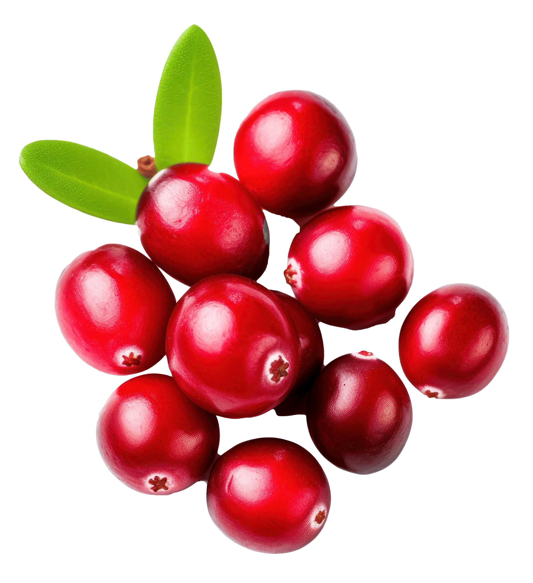 Cranberry Seed Powder