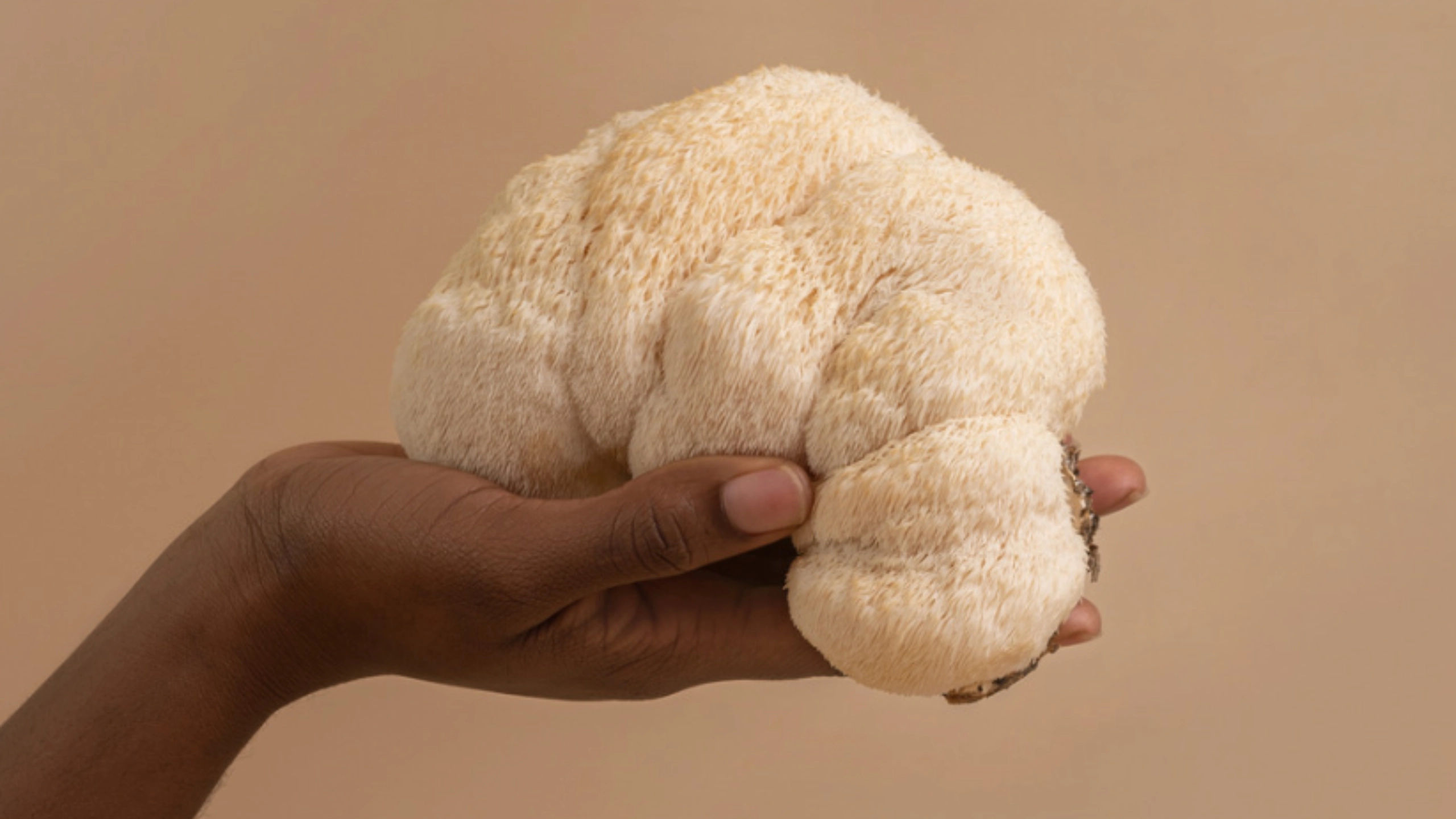 Ingredient Spotlight: Lion's Mane Mushroom