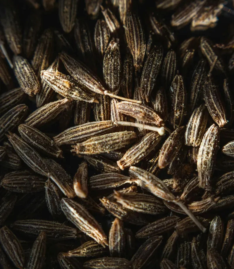 Seeds close-up