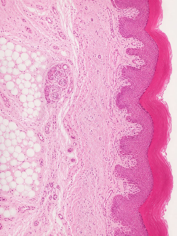Dermal hydration and smoothness