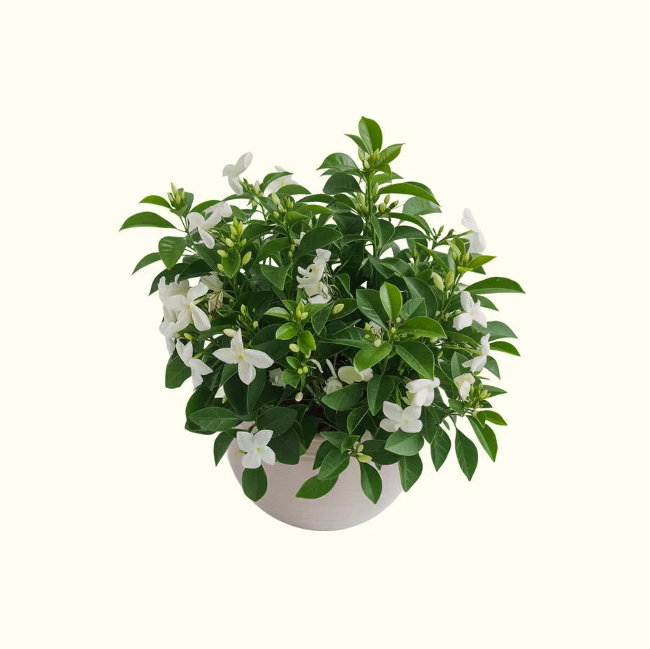 Jasmine