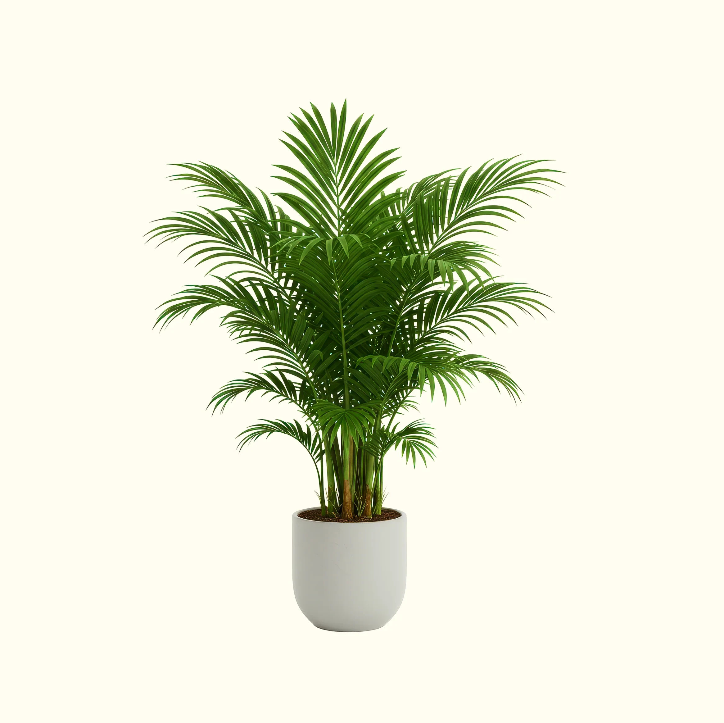 Areca Palm