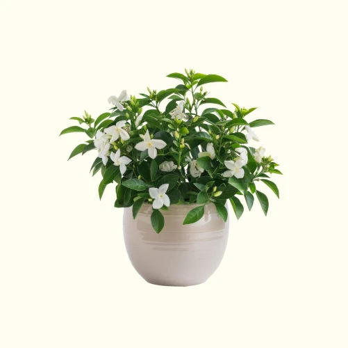 Jasmine