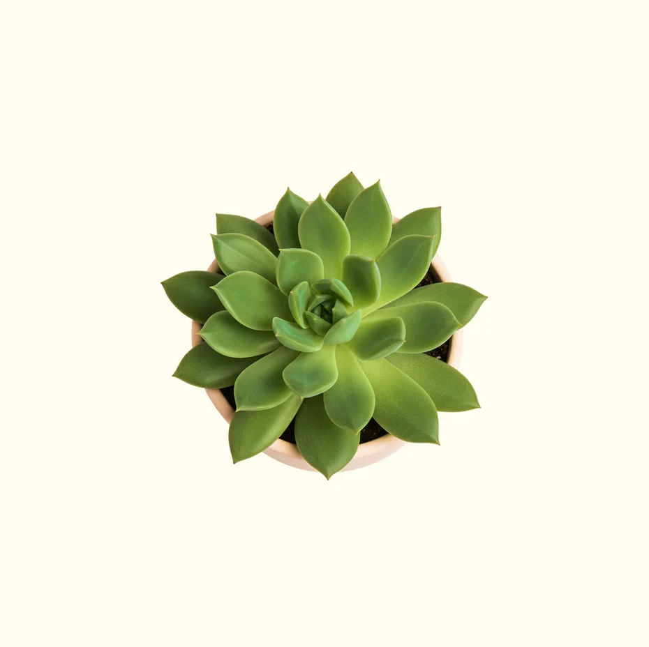 Echeveria