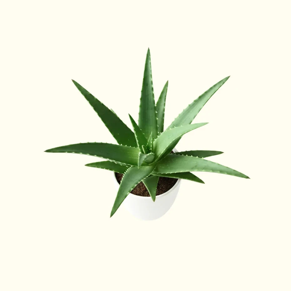 Aloe Vera