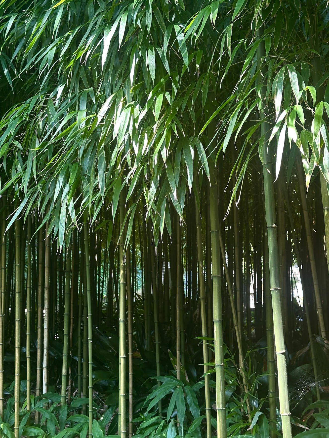 Complete Bundle