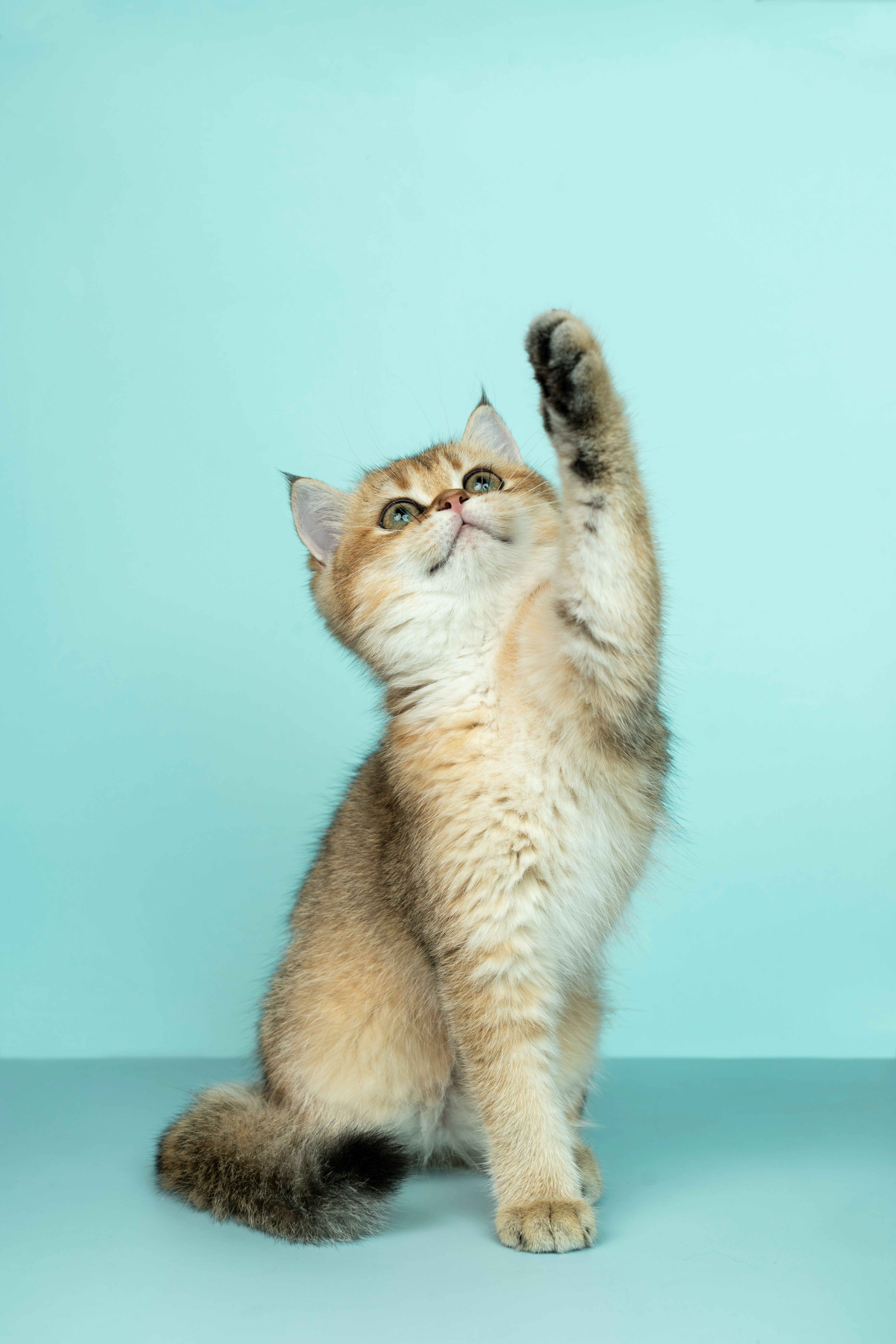 Cat Enrollment (digital product)