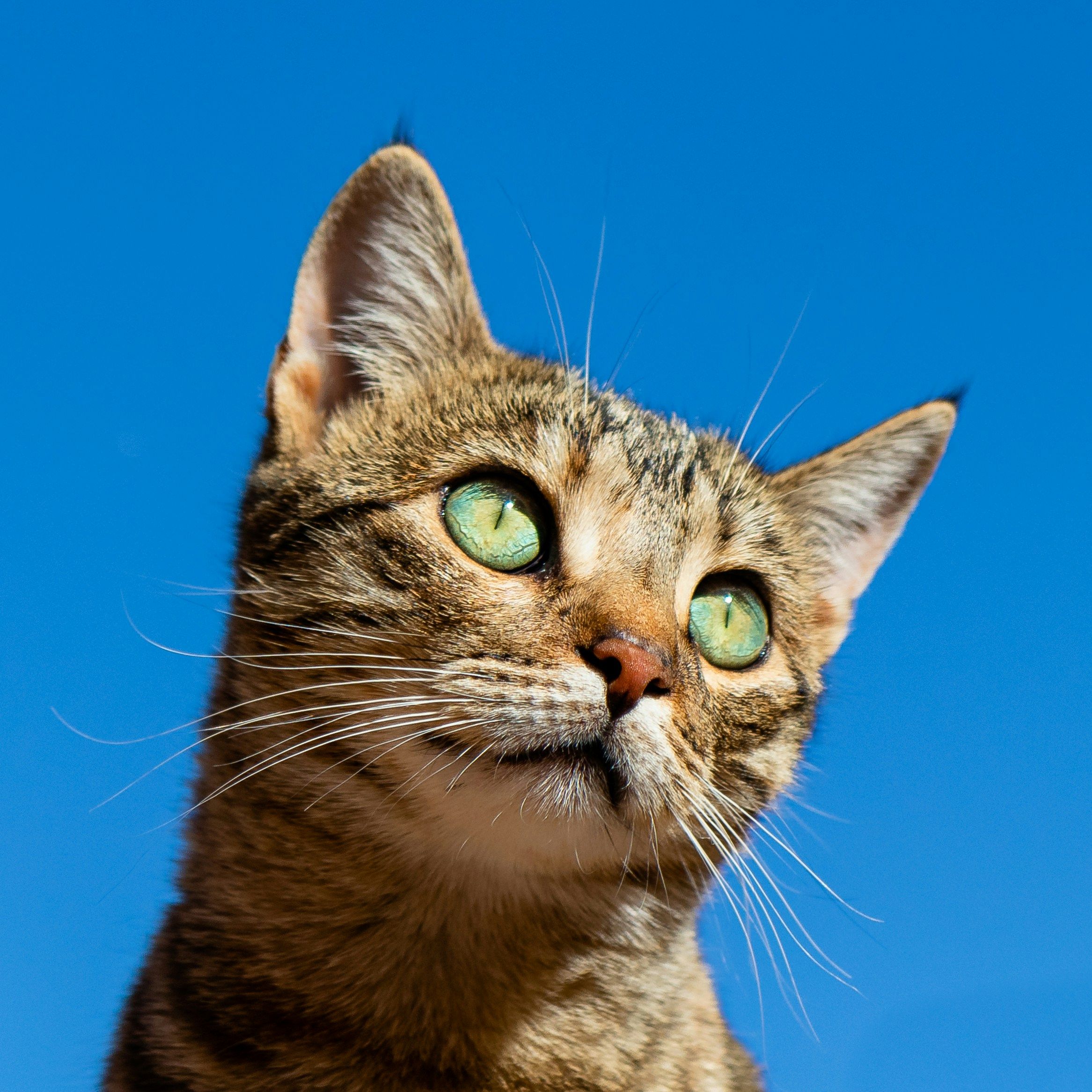 Cat Enrollment (digital product)