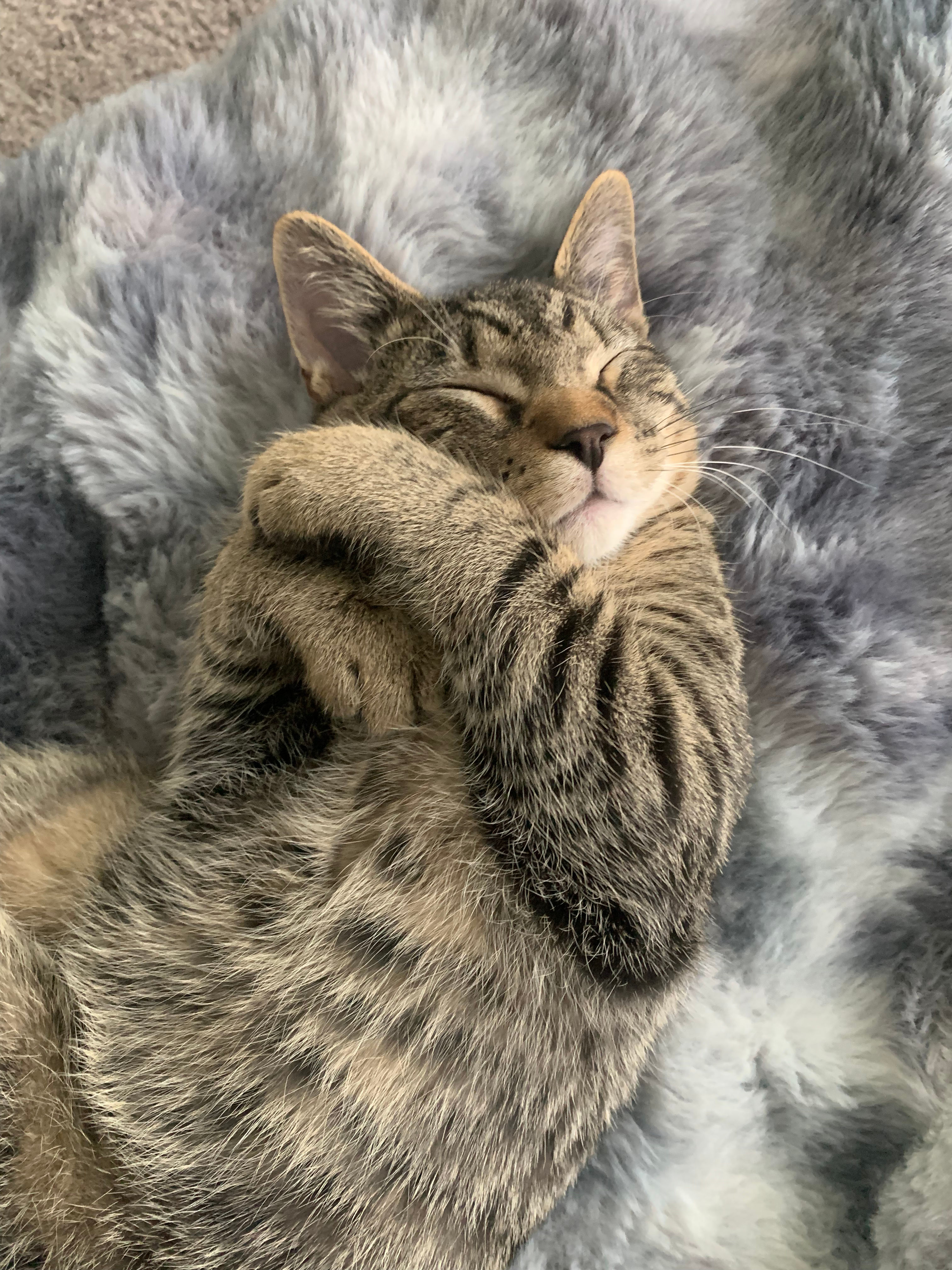 Chewy Test Bundle
