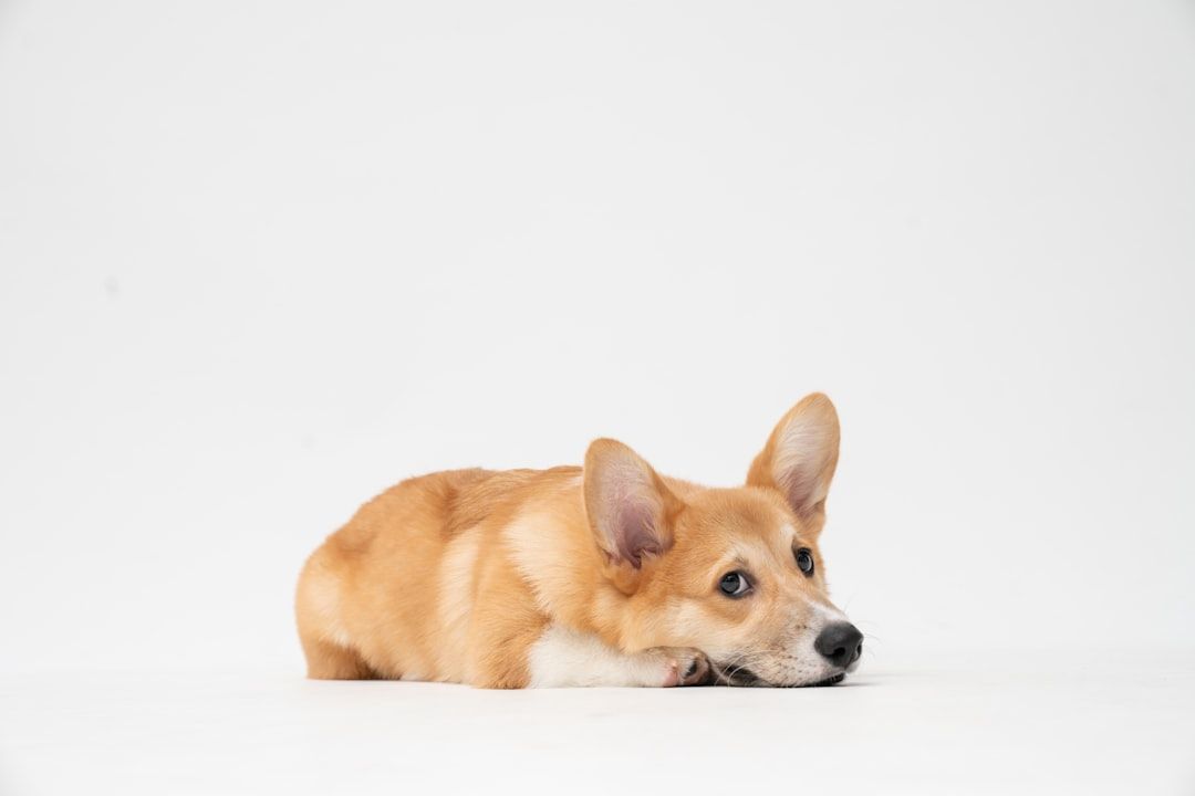 New Puppy Bundle Deal