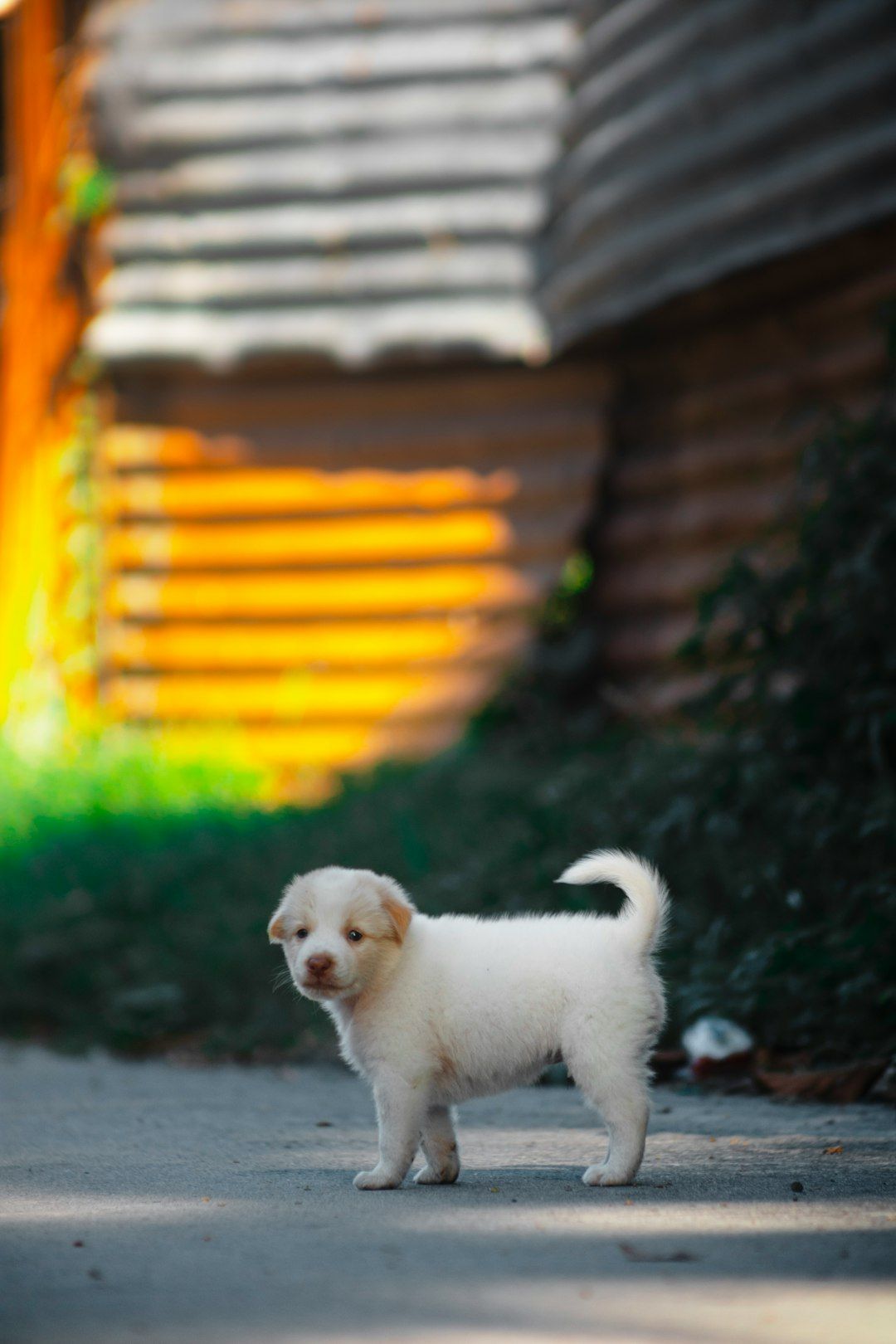 Chewy Enrollment Bundle