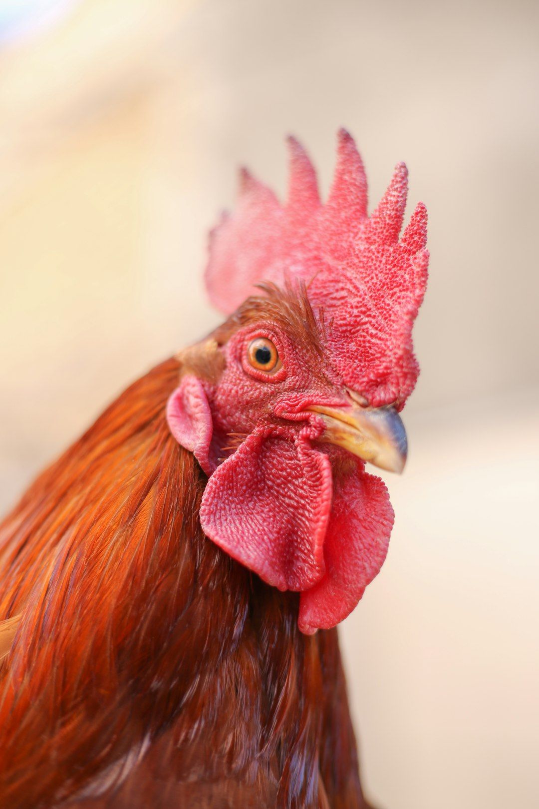 Ultimate Red Chicken Limited Time