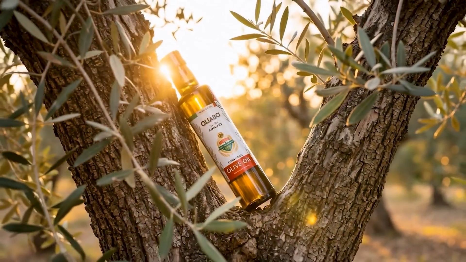 Extra Virgin Olive Oil, A Culinary Foundation