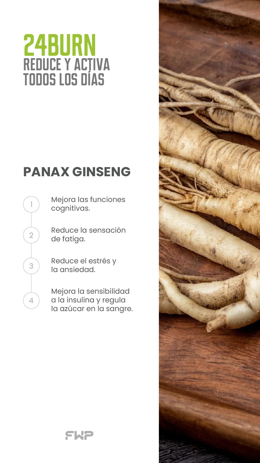 Panax Ginseng