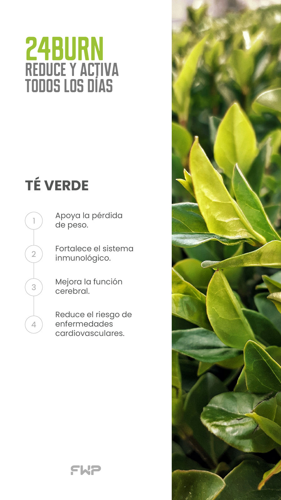 Green Tea