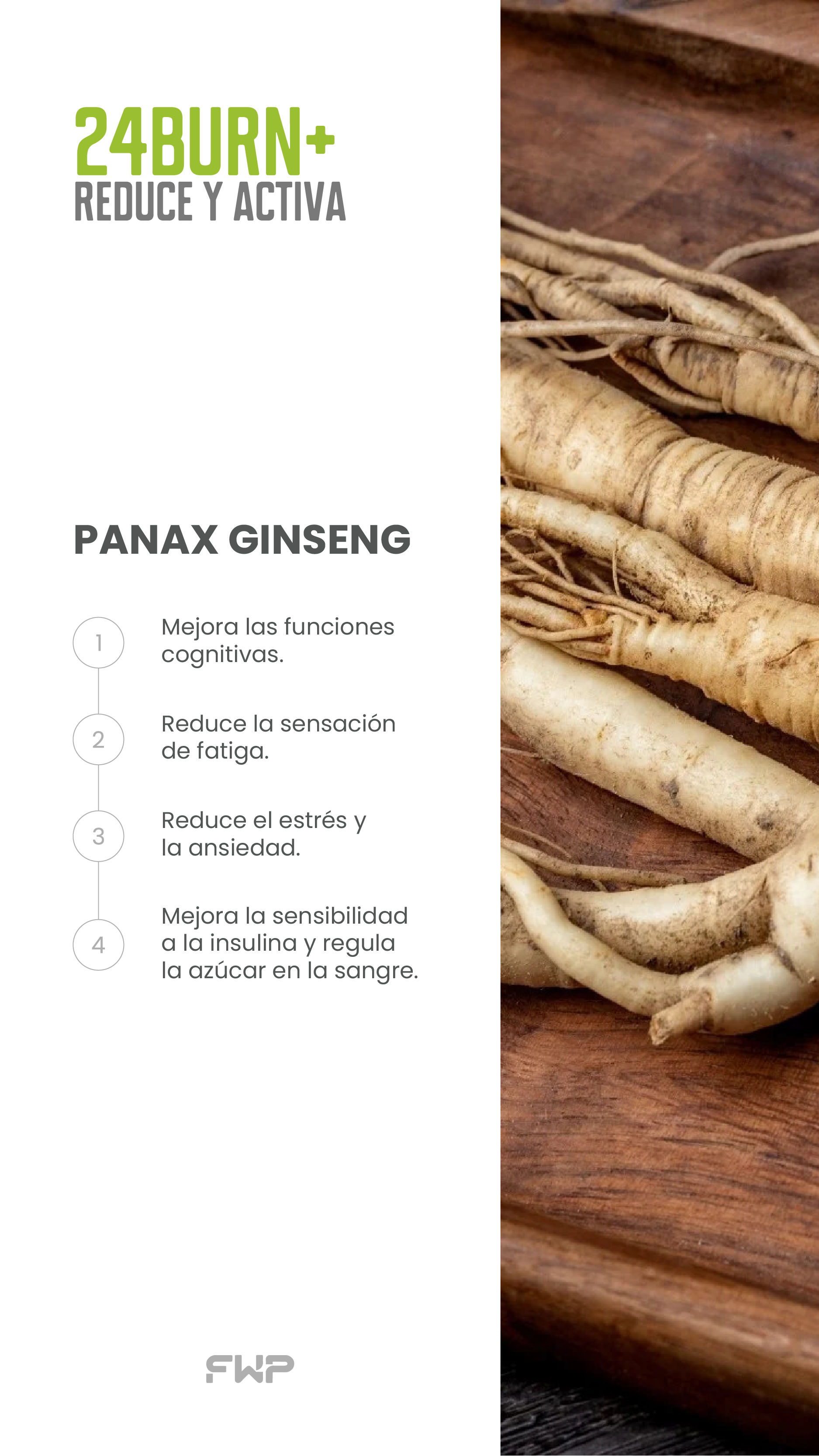 Panax Ginseng