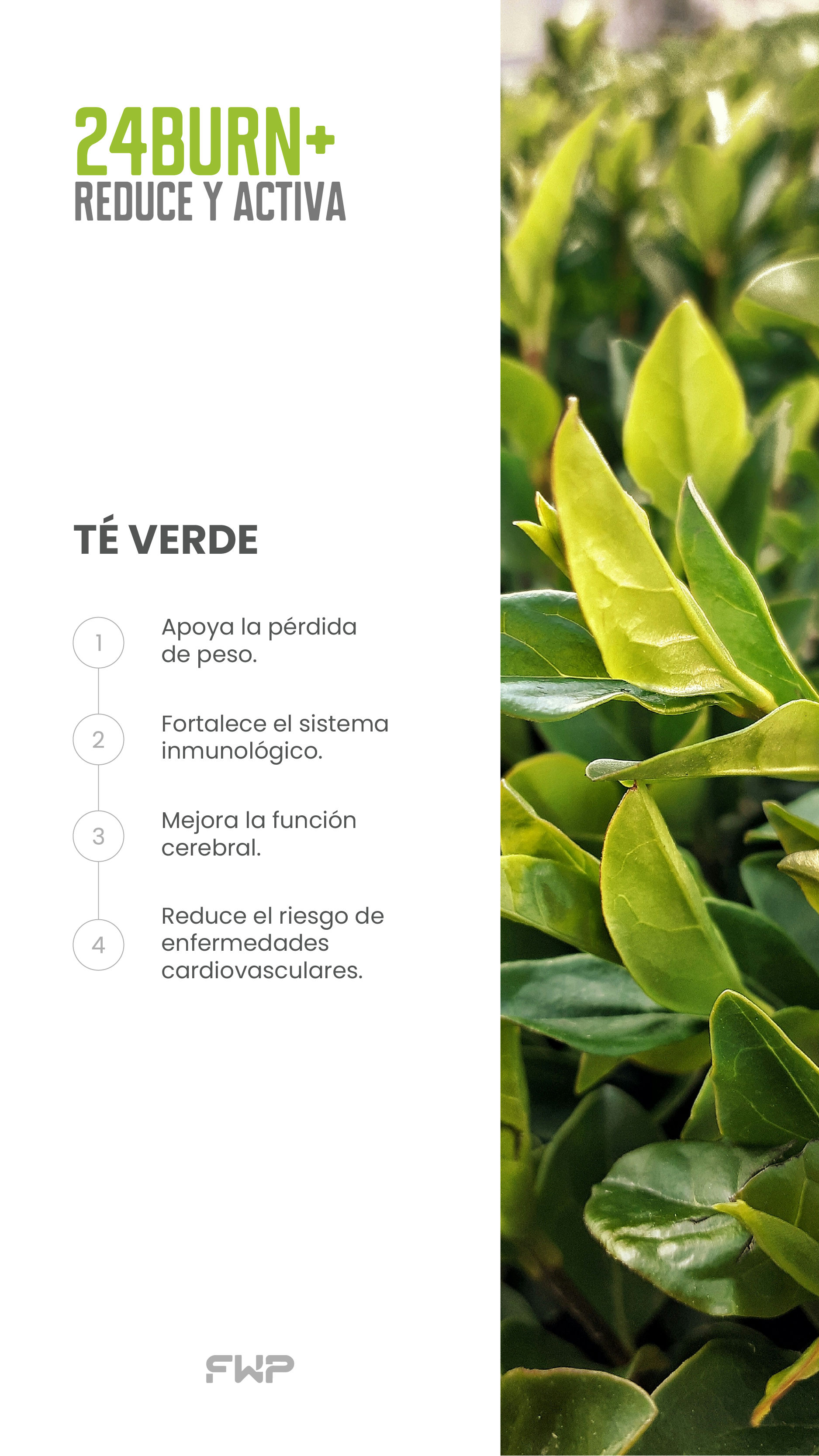 Green Tea