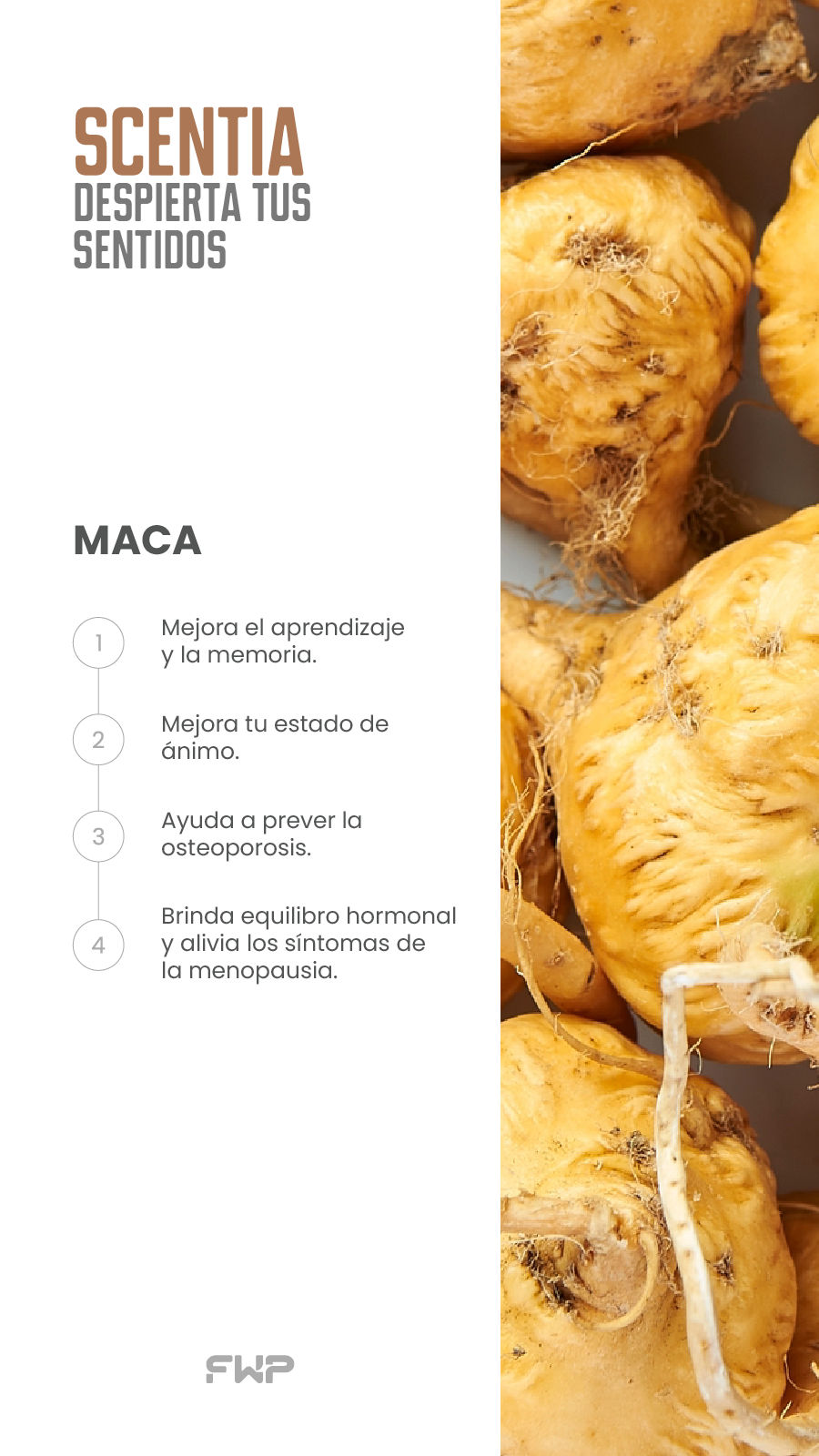 Maca