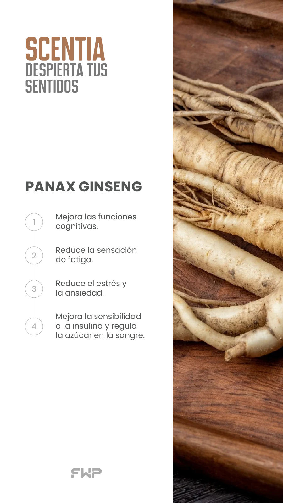 Panax Ginseng