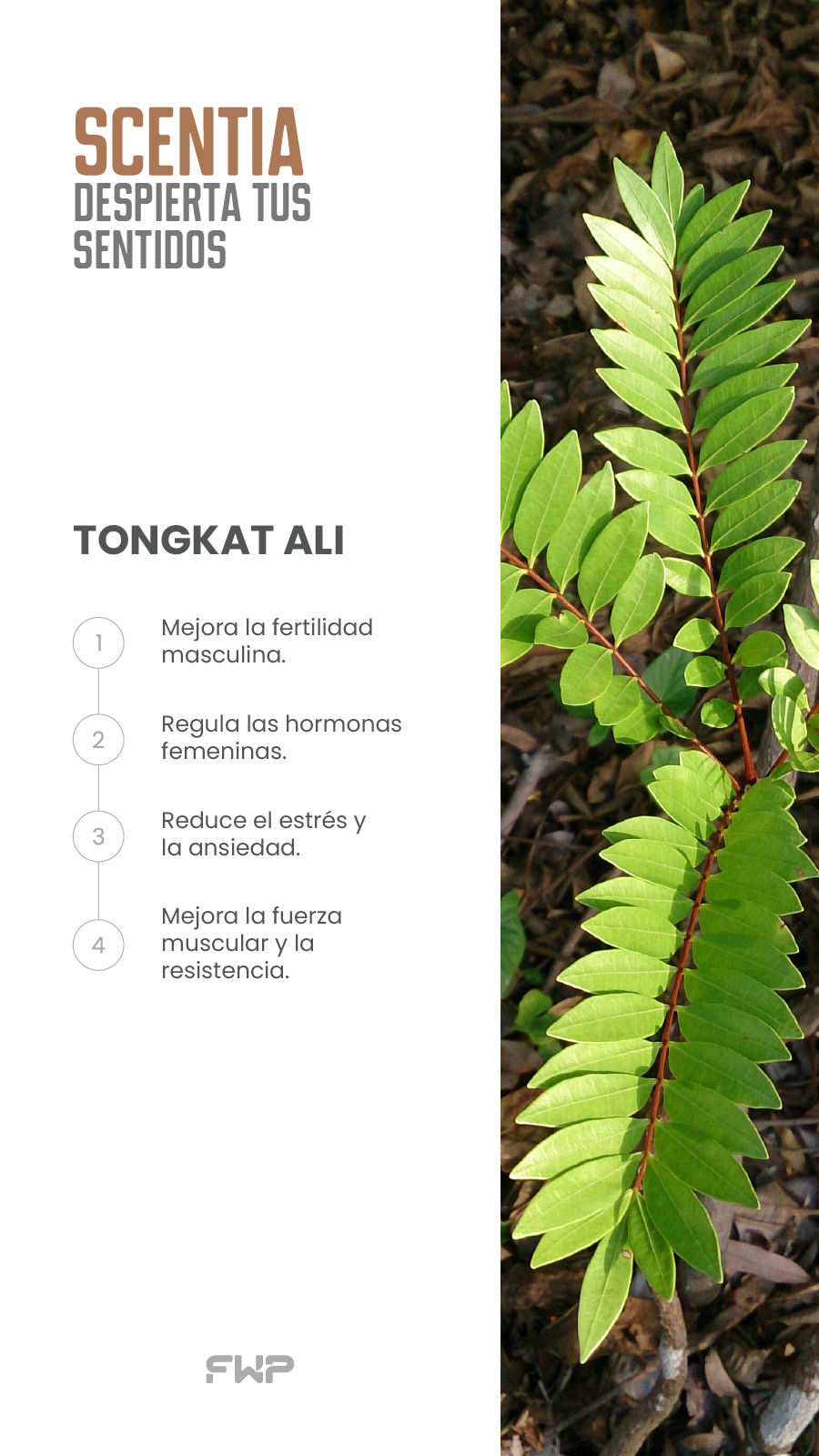 Tongkat Ali