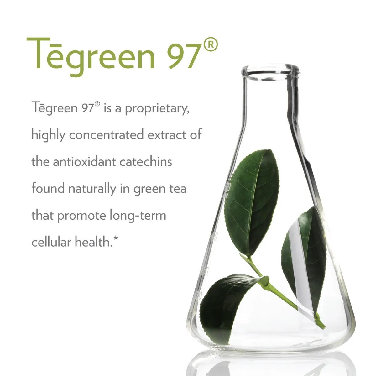 Tēgreen 97® — view 3