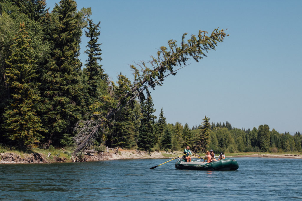 A leaning evergreen above the wooded riverbank on Teton Whitewater’s Wilson Scenic Float