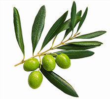 Oleoylethanolamide (OEA)